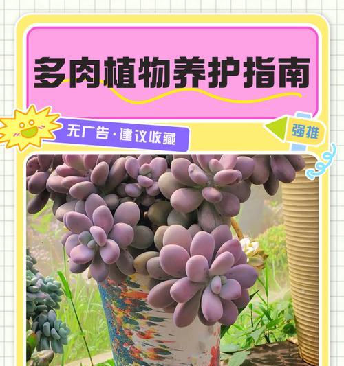 太阳晒伤了怎么办？多肉植物为你保驾护航（多肉植物的保湿护理功效能够有效缓解太阳晒伤的不适）-第2张图片-绿意生活