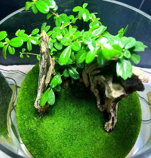 家庭养护指南（以附石苔藓为家庭养护新宠，营造自然与美的氛围）-第1张图片-绿意生活
