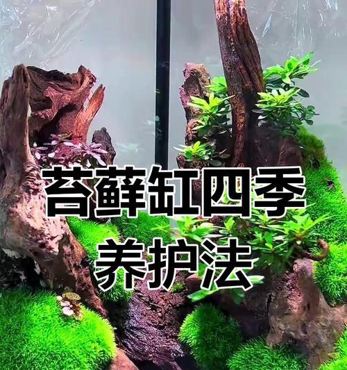 家庭养护指南（以附石苔藓为家庭养护新宠，营造自然与美的氛围）-第2张图片-绿意生活