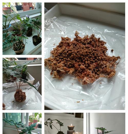 家庭养护指南（以附石苔藓为家庭养护新宠，营造自然与美的氛围）-第3张图片-绿意生活