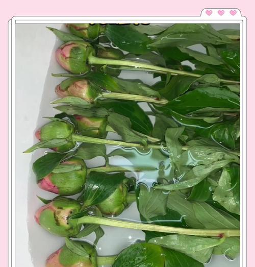 如何科学养护芍药过冬？（芍药的冬季管理方法和注意事项）-第2张图片-绿意生活