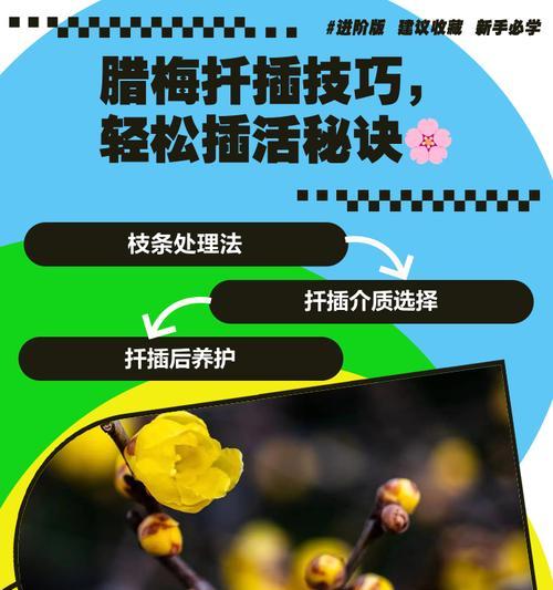 腊梅换盆后的处理方法（腊梅换盆的注意事项和步骤）-第1张图片-绿意生活