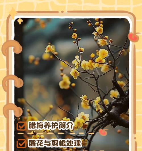 腊梅换盆后的处理方法（腊梅换盆的注意事项和步骤）-第3张图片-绿意生活