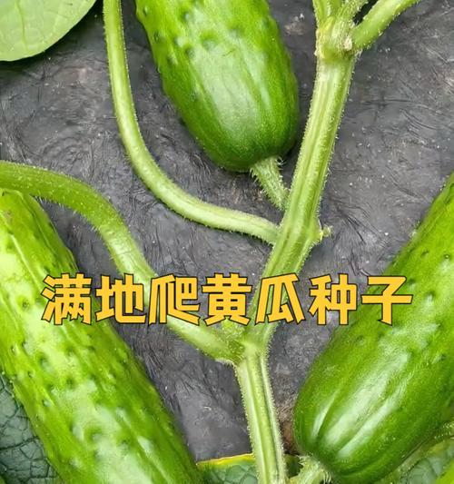 如何留下青瓜种子（一步步教你成功保存青瓜种子）-第3张图片-绿意生活