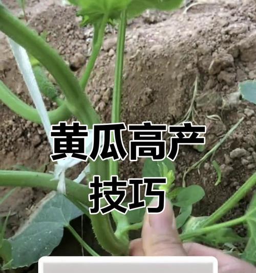 如何留下青瓜种子（一步步教你成功保存青瓜种子）-第2张图片-绿意生活