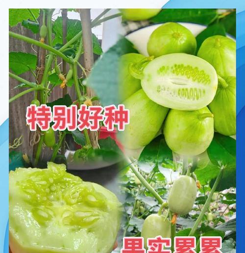 如何留下青瓜种子（一步步教你成功保存青瓜种子）-第1张图片-绿意生活