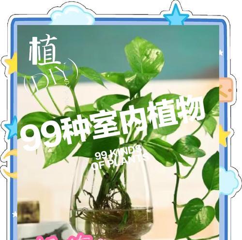 绿萝气生根（墙上绿化的好选择，绿萝如何成为墙上的点缀？）-第1张图片-绿意生活