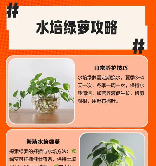 绿萝气生根（墙上绿化的好选择，绿萝如何成为墙上的点缀？）-第3张图片-绿意生活