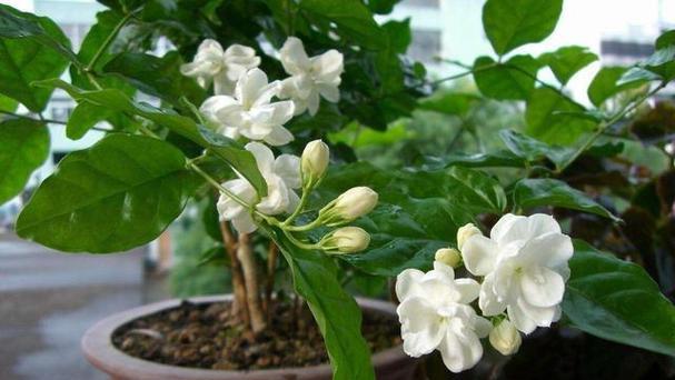 冬天开花的茉莉花之奇迹（寒冷季节也能欣赏到婀娜多姿的茉莉花盛开）-第1张图片-绿意生活
