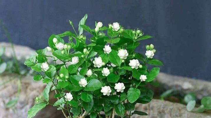 冬天开花的茉莉花之奇迹（寒冷季节也能欣赏到婀娜多姿的茉莉花盛开）-第3张图片-绿意生活
