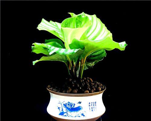 青苹果盆栽的移栽技巧（打造健康苹果树，从正确移栽开始）-第1张图片-绿意生活