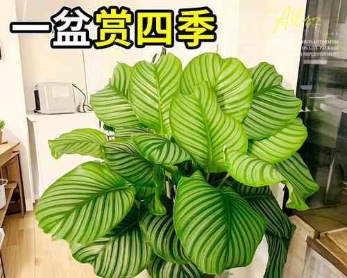 青苹果盆栽的移栽技巧（打造健康苹果树，从正确移栽开始）-第3张图片-绿意生活