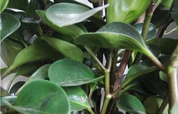 探究以豆瓣绿药用的潜力（解析豆瓣绿的药理作用及应用前景）-第2张图片-绿意生活