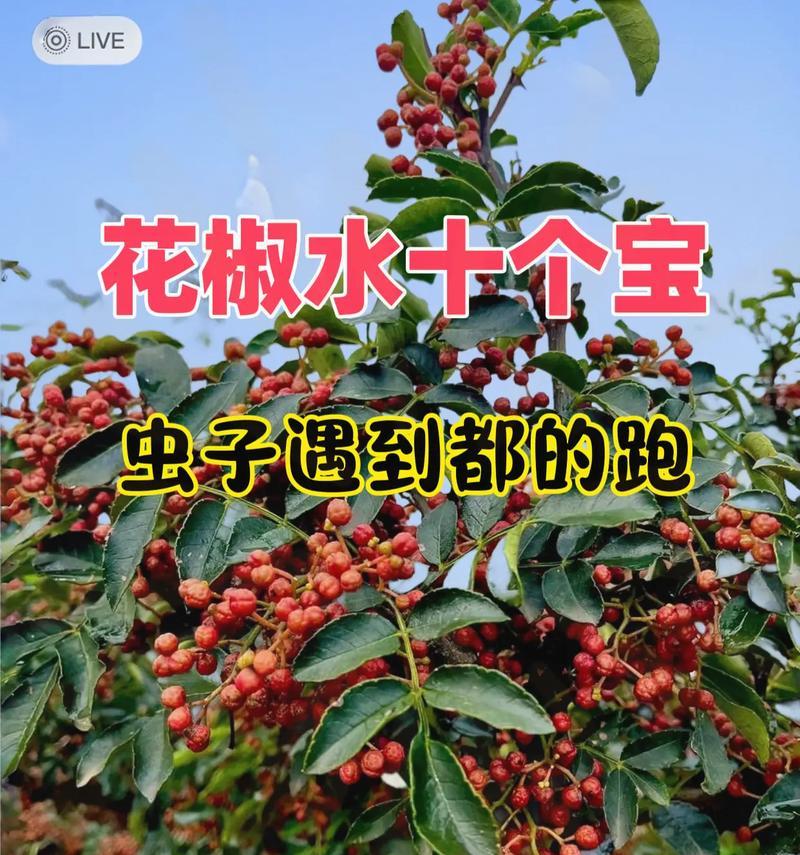 花椒种植的最佳时间（影响花椒生长的因素与最佳种植时间）-第3张图片-绿意生活