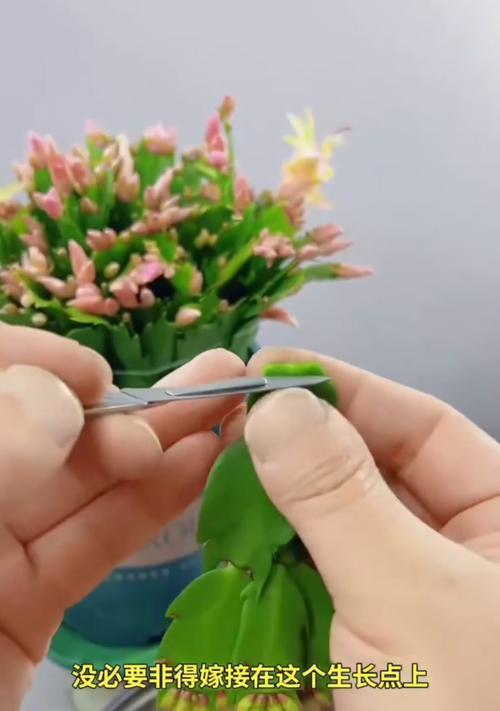 以叶仙怎么打老桩做盆景（打造独特盆景艺术的关键技巧）-第3张图片-绿意生活