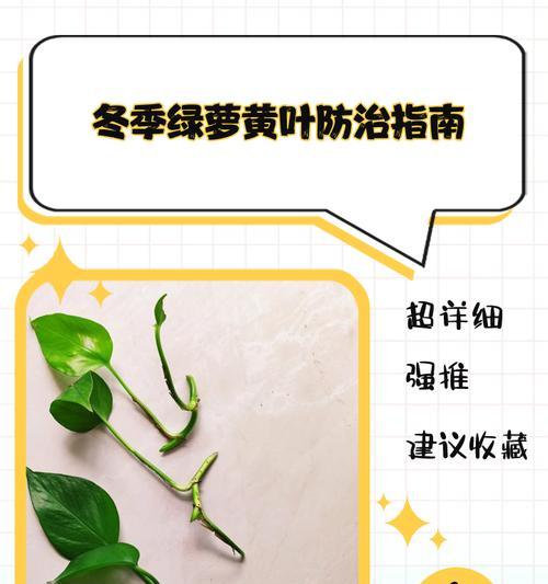 湖南如何养护绿萝过冬？（湖南养绿萝过冬的关键技巧与方法）-第3张图片-绿意生活