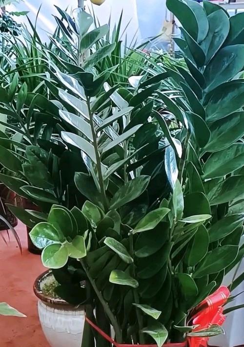 如何养护冬季的金钱树？（冬季金钱树养护全攻略，让你的植物健康茁壮！）-第1张图片-绿意生活