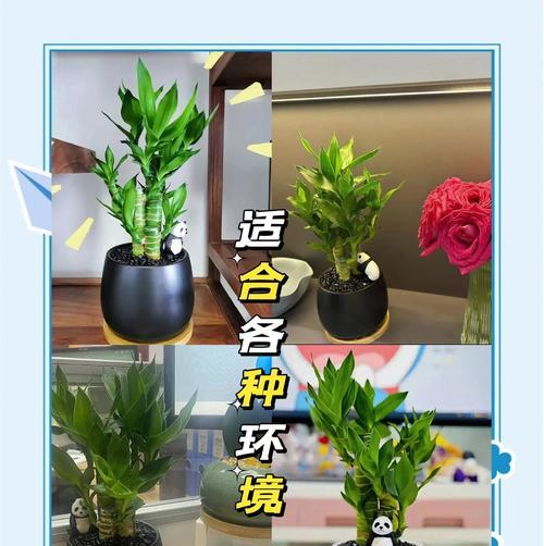 富贵竹，象征幸福和财富的象征（探究富贵竹在中国文化中的象征意义）-第3张图片-绿意生活