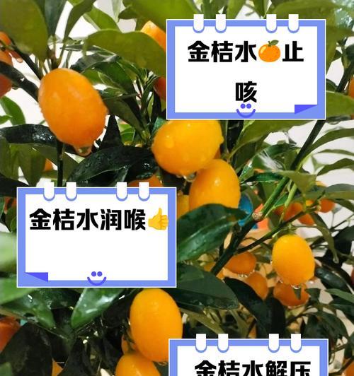 小金桔树叶子粘在一起的解决方法（怎么办？小金桔树叶粘在一起了！）-第2张图片-绿意生活