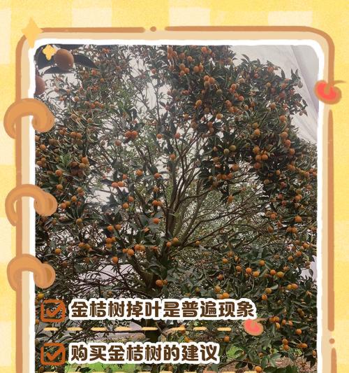 小金桔树叶子粘在一起的解决方法（怎么办？小金桔树叶粘在一起了！）-第3张图片-绿意生活