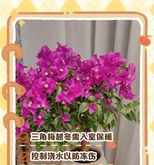阳台上三角梅冻了怎么办？（保护措施、修剪方法、恢复生长等技巧全解析）-第2张图片-绿意生活