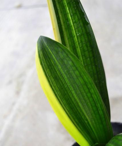 君子兰花结籽后的繁殖与处理方法（掌握君子兰花结籽后的关键技巧，实现成功繁衍）-第3张图片-绿意生活