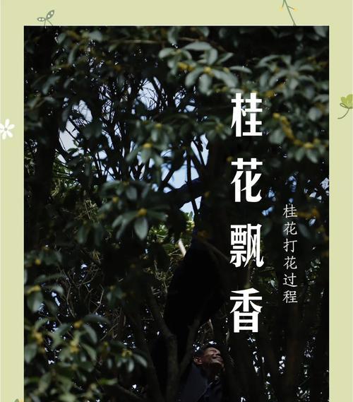 金桂花期观察与了解（探索金桂花开放的时节及其特点）-第1张图片-绿意生活
