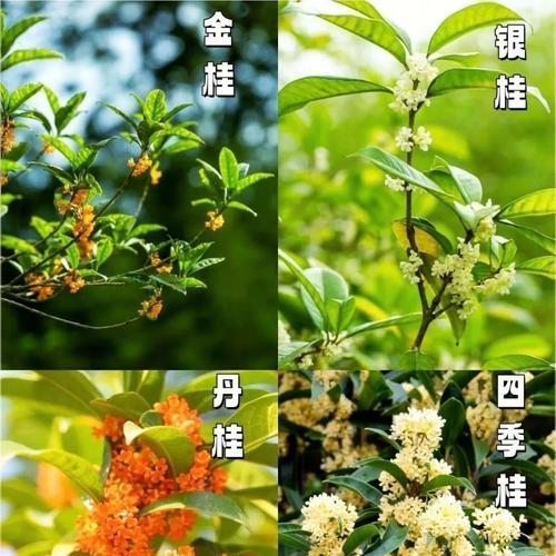 金桂花期观察与了解（探索金桂花开放的时节及其特点）-第2张图片-绿意生活