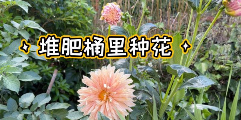 大丽花施肥的时间和方法（充分掌握大丽花施肥，让花期更美丽）-第1张图片-绿意生活