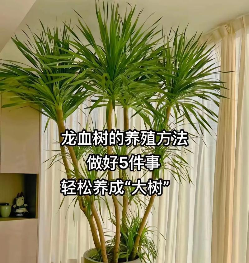 龙血树根茎腐烂处理方法（如何有效防治龙血树根茎腐烂）-第2张图片-绿意生活