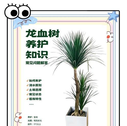 龙血树根茎腐烂处理方法（如何有效防治龙血树根茎腐烂）-第3张图片-绿意生活