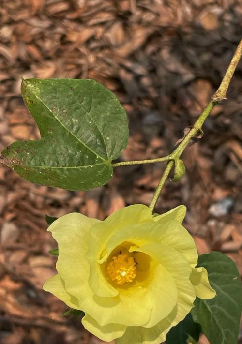 如何养护锦葵种子——打造一片锦绣花海（从播种到开花，教你轻松栽培锦葵）-第1张图片-绿意生活