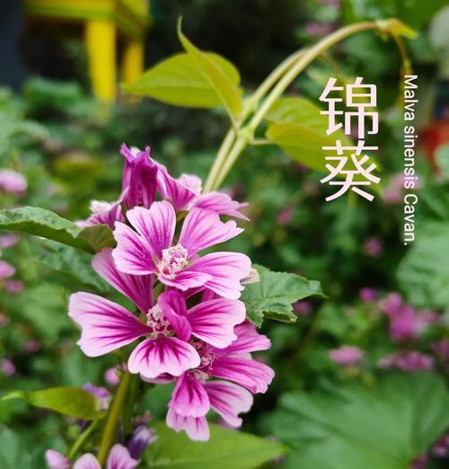 如何养护锦葵种子——打造一片锦绣花海（从播种到开花，教你轻松栽培锦葵）-第2张图片-绿意生活