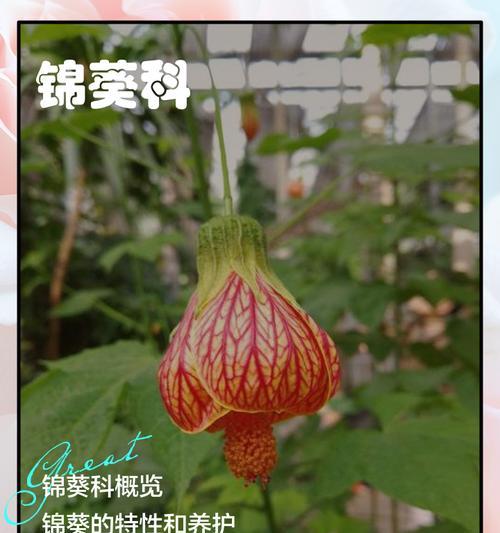 如何养护锦葵种子——打造一片锦绣花海（从播种到开花，教你轻松栽培锦葵）-第3张图片-绿意生活