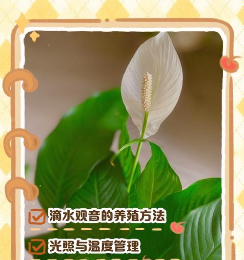 滴水观音怎么不长（探讨如何保持滴水观音长寿的技巧与方法）-第2张图片-绿意生活