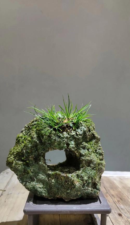 湿润环境下的盆景养护之道（以水润养，让盆景生机焕发）-第1张图片-绿意生活