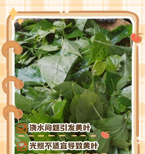 火棘叶子为何会发黄？（探究火棘叶子发黄的原因及解决方法）-第1张图片-绿意生活