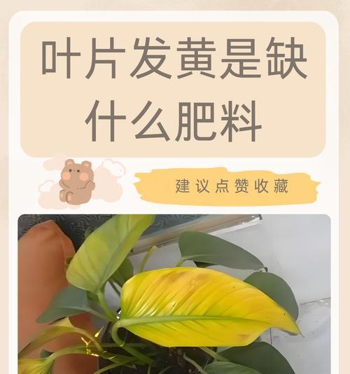 火棘叶子为何会发黄？（探究火棘叶子发黄的原因及解决方法）-第2张图片-绿意生活