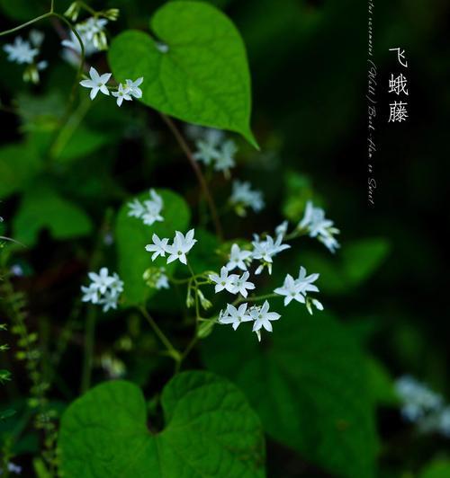 蛾蝶花种植技巧与养护方法（打造盛开如蝶般美丽的花园）-第1张图片-绿意生活