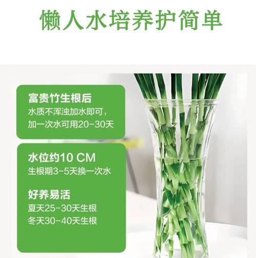 水培富贵竹的冬季养护（水培富贵竹怎么过冬？）-第2张图片-绿意生活