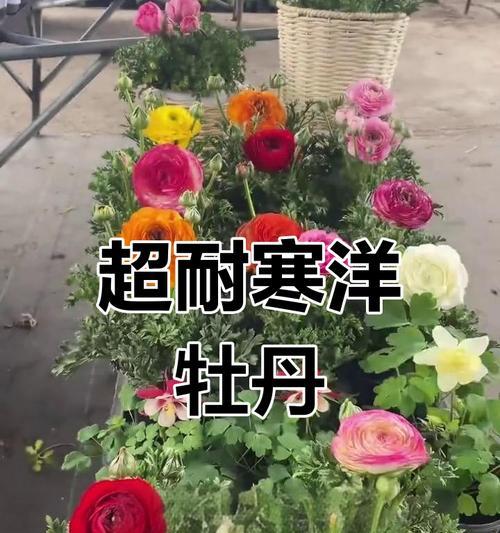 冬季牡丹养护指南（打造美丽花园的关键技巧与方法）-第1张图片-绿意生活