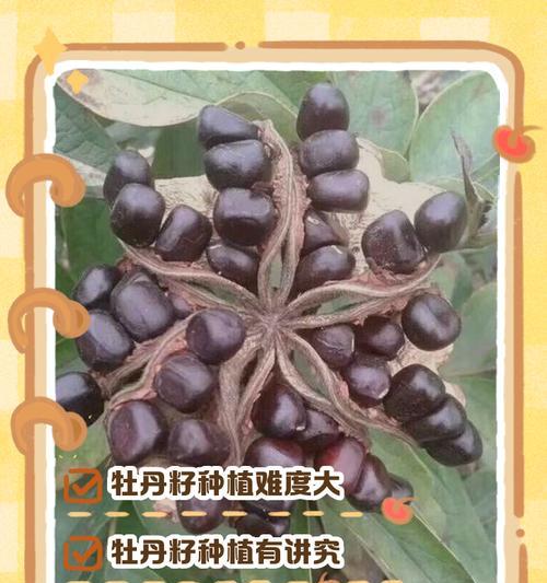 牡丹种子的最佳种植时间（如何选择种植时间，让牡丹开出最美的花）-第2张图片-绿意生活