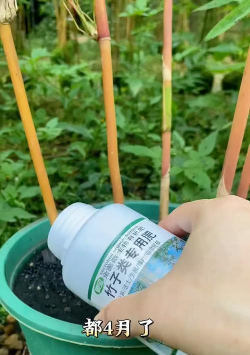 竹子的肥料选择（如何为家里的竹子选购合适的肥料）-第1张图片-绿意生活