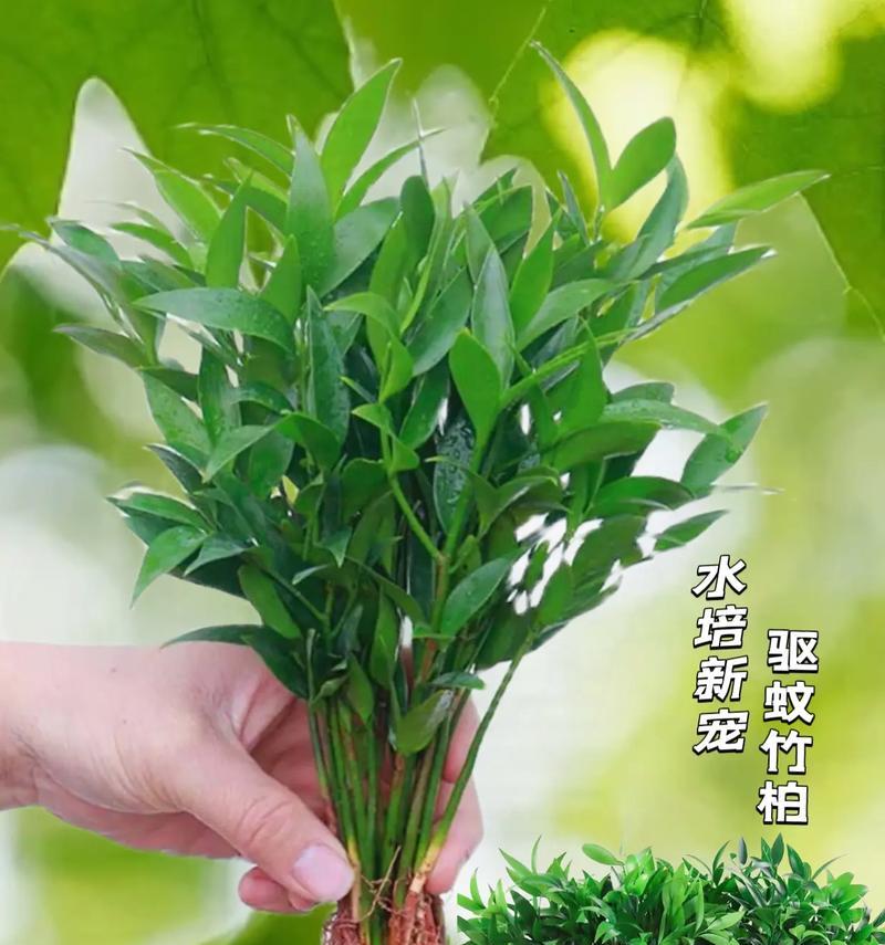 竹子的肥料选择（如何为家里的竹子选购合适的肥料）-第2张图片-绿意生活