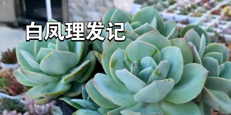 白凤叶子的处理方法（保护植物健康的关键措施）-第1张图片-绿意生活