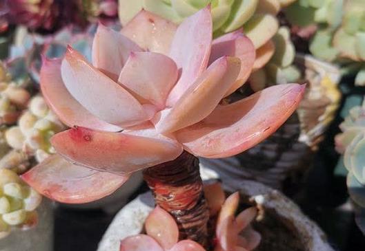白凤叶子的处理方法（保护植物健康的关键措施）-第3张图片-绿意生活