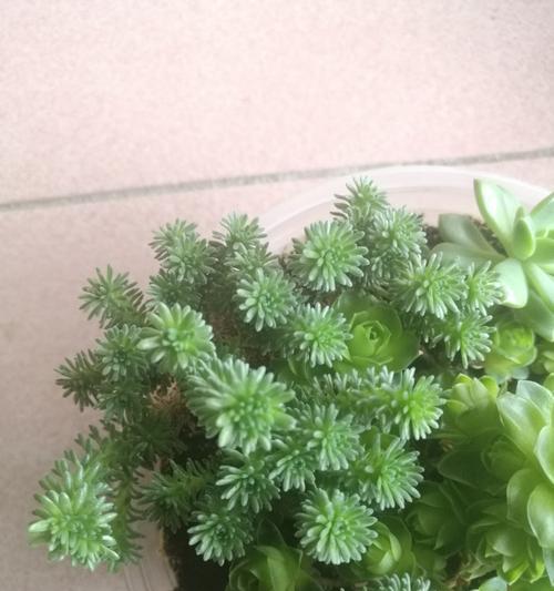如何处理以球松太长的问题（解决球松问题的实用技巧及注意事项）-第3张图片-绿意生活