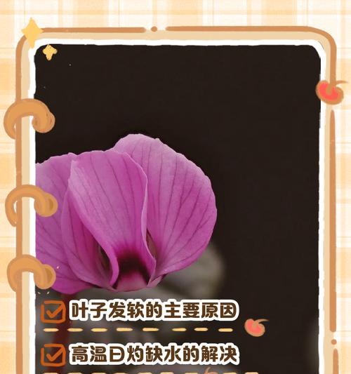 以仙客来叶垂下的探索之旅（探寻仙客来叶垂下的奇妙之美）-第3张图片-绿意生活