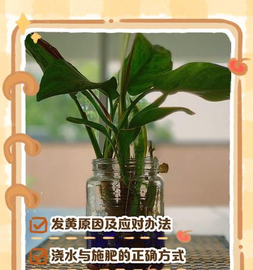 绿萝黄叶补救方法大揭秘（挽救黄叶绿萝的秘籍，教你轻松恢复健康）-第3张图片-绿意生活
