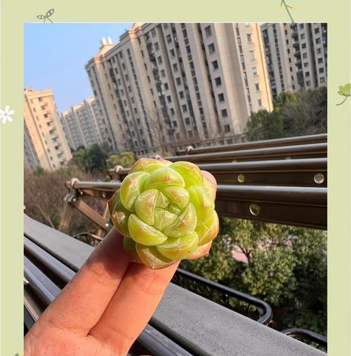 没根多肉种植指南（一步步教你如何种植没有根的多肉植物）-第3张图片-绿意生活